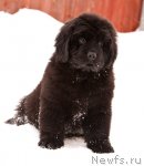 Превью фото № 58331