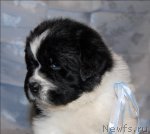 Превью фото № 58445