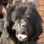 Превью фото № 58528