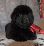 Превью фото № 58620