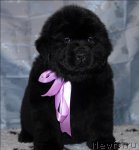 Превью фото № 58626