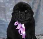 Превью фото № 58627