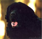 Превью фото № 58928