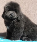 Превью фото № 58960