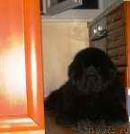 Превью фото № 59061