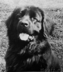 Превью фото № 59176