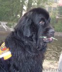 Превью фото № 59390