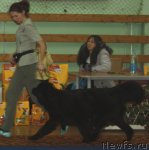 Превью фото № 59409