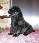 Превью фото № 59468