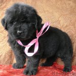 Превью фото № 59624