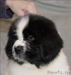 Превью фото № 59866