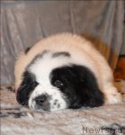 Превью фото № 59873