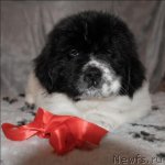 Превью фото № 59884