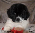 Превью фото № 59885