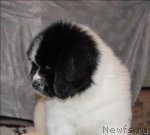 Превью фото № 59892