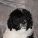 Превью фото № 59901