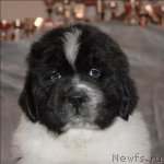 Превью фото № 59913