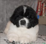 Превью фото № 59983