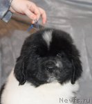 Превью фото № 59990