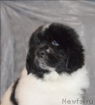 Превью фото № 59991