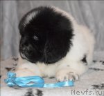 Превью фото № 59994