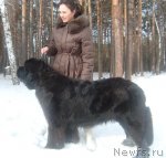 Превью фото № 60085