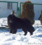 Превью фото № 60119