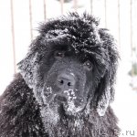 Превью фото № 60160