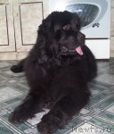 Превью фото № 60279