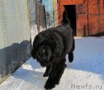 Превью фото № 60374