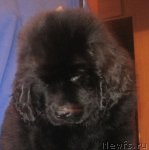 Превью фото № 60589