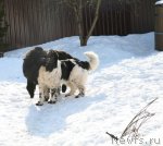 Превью фото № 60702