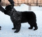 Превью фото № 60774