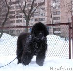 Превью фото № 60777