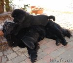 Превью фото № 61052