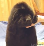 Превью фото № 61187