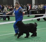 Превью фото № 61201