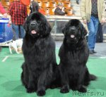 Превью фото № 61211