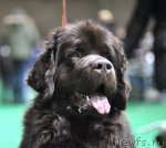 Превью фото № 61239