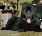 Превью фото № 61359