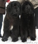 Превью фото № 61447