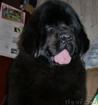 Превью фото № 61451