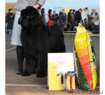 Превью фото № 61467