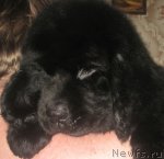 Превью фото № 61501