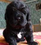 Превью фото № 61533