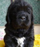 Превью фото № 61539