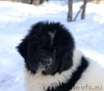 Превью фото № 61657