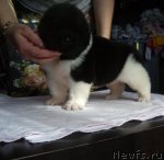 Превью фото № 61717