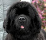 Превью фото № 62025