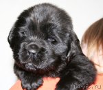 Превью фото № 62030